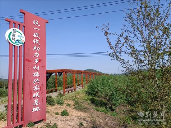 童寨藍莓基地統(tǒng)一戰(zhàn)線基地.jpg.jpg