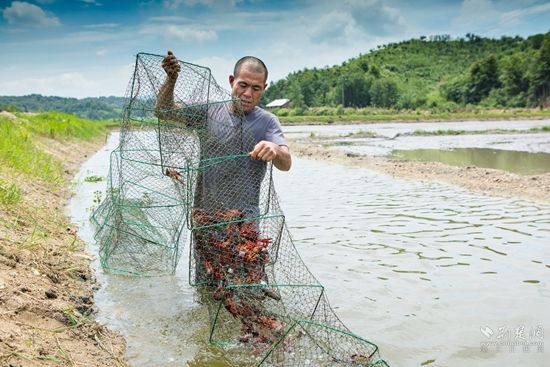 農(nóng)民在收獲龍蝦.jpg.jpg