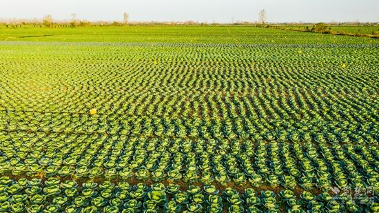 DJI_0105嘉魚縣潘家灣鎮(zhèn)萬畝蔬菜基地  雷平攝.jpg.jpg