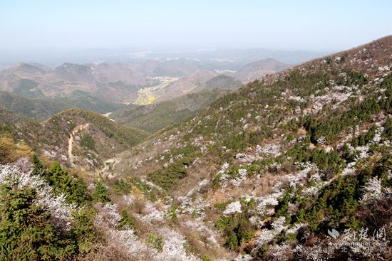 山上櫻花，山下油菜.jpg