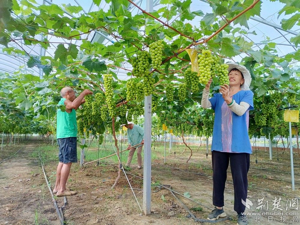 西王村陽光玫瑰葡萄園。通訊員 程愛華 攝.jpg.jpg