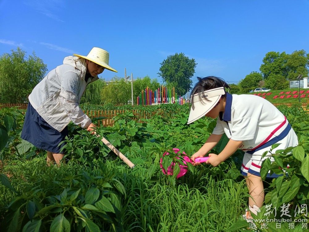 市民帶孩子在共享菜園里鋤草、澆水。通訊員 程愛華 攝.jpg.jpg